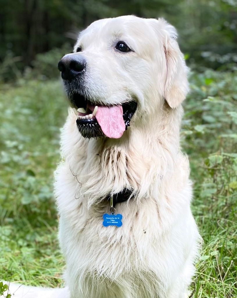 SLP Medical Care GmbH - Therapie Hund Henry